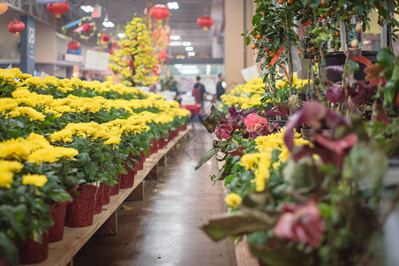 在美国得克萨斯州越南月亮新年泰特节季花朵图片