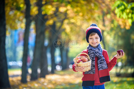 孩子在秋天摘苹果小男孩在苹果树园玩耍孩子们在篮子里采摘水果蹒跚学步的孩子在秋季收获时吃水果孩子们的户外乐趣图片