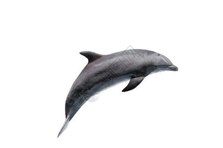 灰色宽吻海豚上白色孤立图片