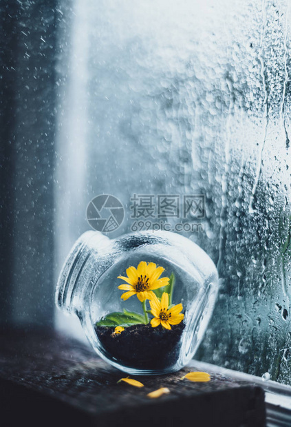 雨天窗外的玻璃花图片