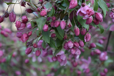 粉红色的花蕾花朵和树枝上的绿叶花园里美丽的春天花朵自然粉红色樱花图片