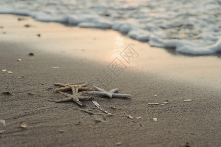 海星在海滩的岸边日落图片