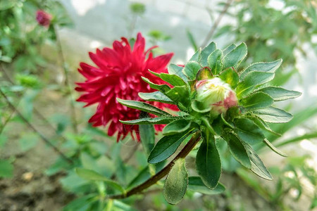 背景与五颜六色的翠菊花夏日花园里明亮的紫苑开花在园图片