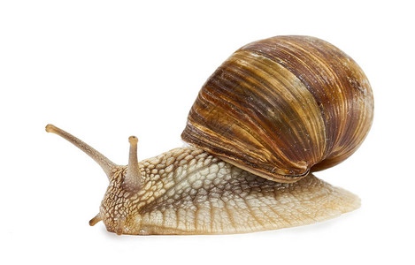 蜗牛在白色背景和剪切图片