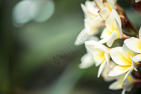 热带白羽花和黄色中间的白色花朵微图片
