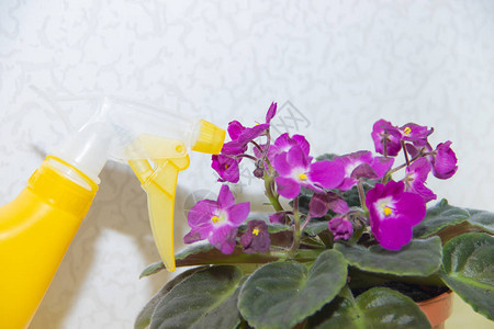 自制花紫罗兰和花喷雾器紫色的花国内多年生植物用鲜花喷水美丽的图片