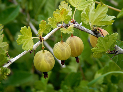 成熟的红绿醋栗在灌木上生长图片