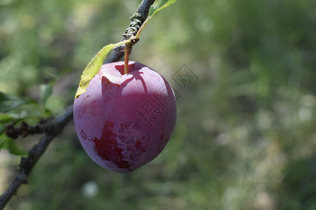 有果实的李子树美味成熟李子在花园树枝上的特写树枝上的红梅果实背景图片