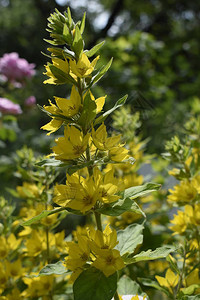 夏园中的黄铃花点状珍珠菜大黄珍珠菜或斑点珍珠菜图片