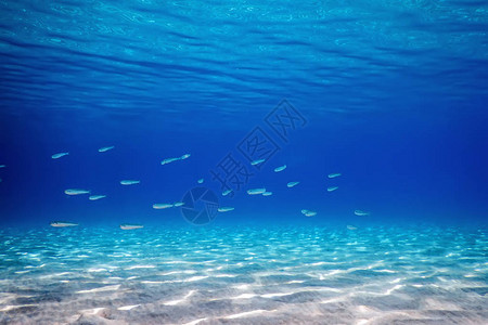 热带海域沙底游鱼学派背景图片