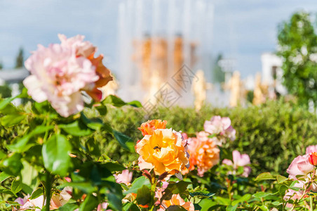 莫斯科VDNHENEA人民之友喷泉背景图片