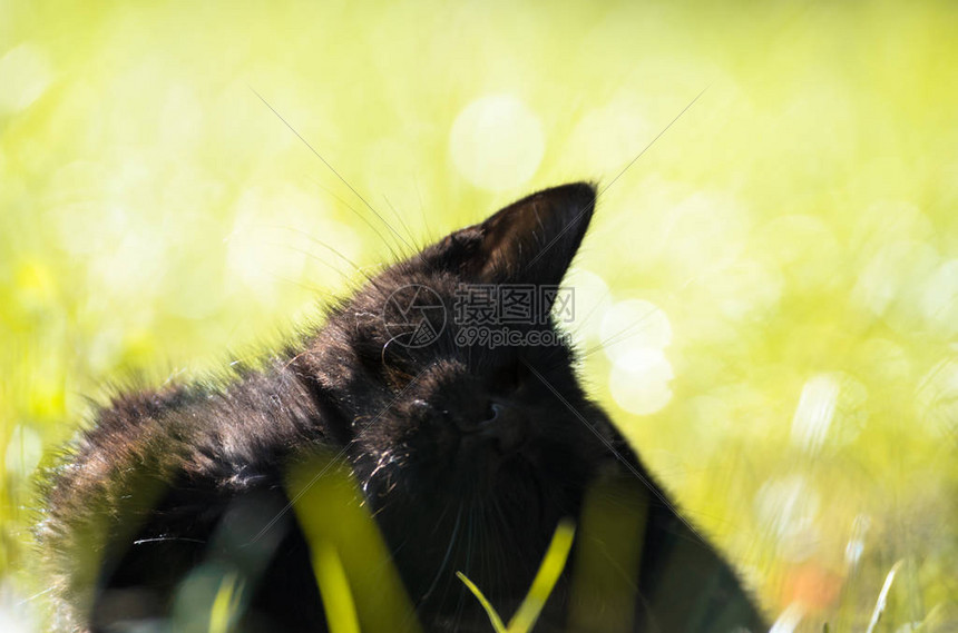 夏日草丛中一只洗黑猫的特写镜头图片