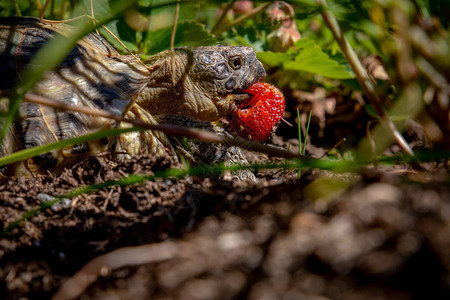 吃草莓的俄罗斯乌龟图片
