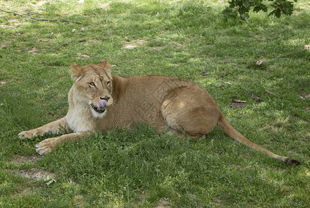 一只狮子躺在草地上图片