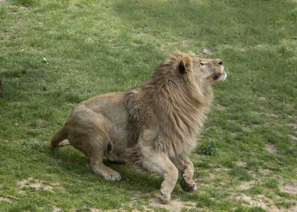 一只准备突袭的狮子图片