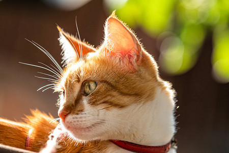 可爱的红领白红猫在花园里放松背景图片