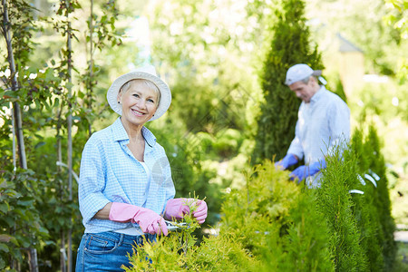 微笑的女人在园艺时修剪灌木和看着相机的腰部肖图片