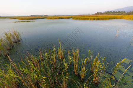 Efteni湖和风景图片