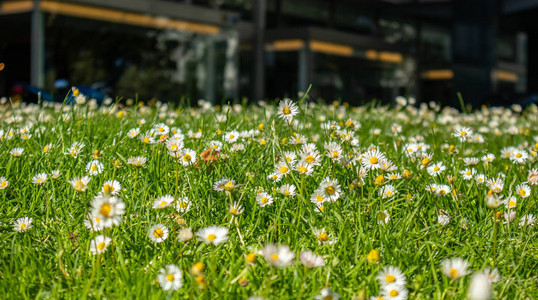 切除夏季花朵背景围观菊花绿春图片