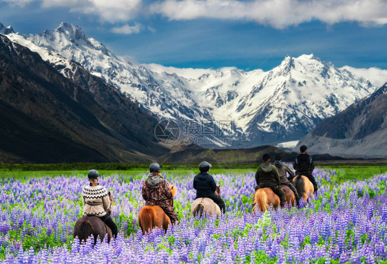 旅行者们骑着马踏上月花田图片