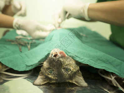 猫在兽医手术中选择焦点图片