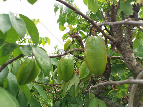 新鲜的农场starfrut生长在树上图片