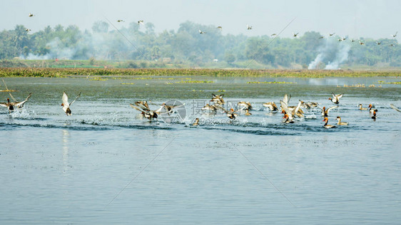 一群落发现在印度VedanthangaralBirdSanctuaryKancheepuram被污染的海岸线上图片