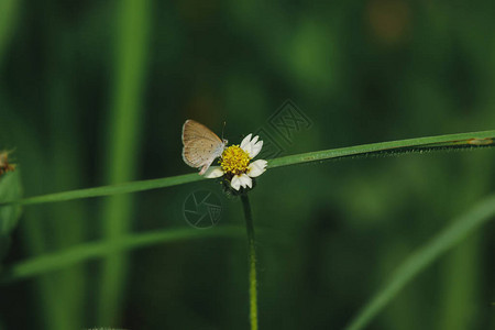 蝴蝶在外衣纽扣上这朵花是一种干旱这是非常容忍的图片
