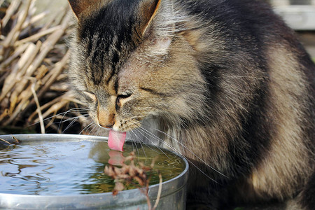 一种挪威猫从碗里的饮用水图片