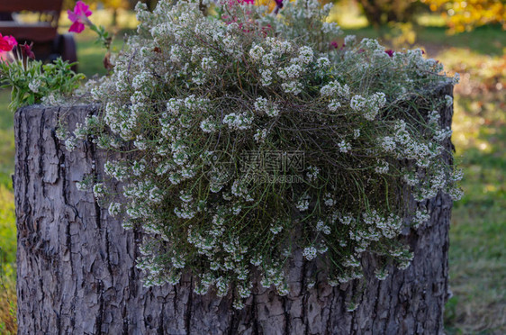 小白花有绿叶的小白花从树桩上种植而图片