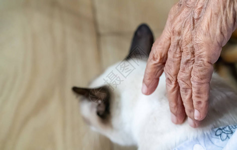 宠物疗法老人猫图片