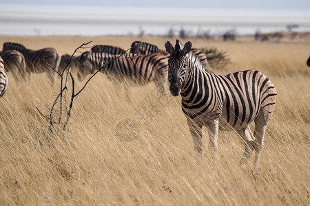 非洲纳米比亚Etosha公园的Zebra山Equus图片
