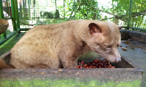 luwak吃果子狸咖啡豆咖啡是世界上图片素材