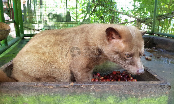 Luwak吃果子狸咖啡豆咖啡是世界上图片