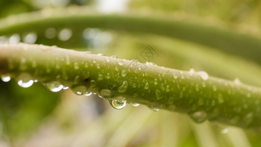 尖的龙舌兰杂色植物龙舌兰龙舌兰雨后叶子上有水在树叶上洒下细雨蒙的雨滴雨滴降水雨潮图片
