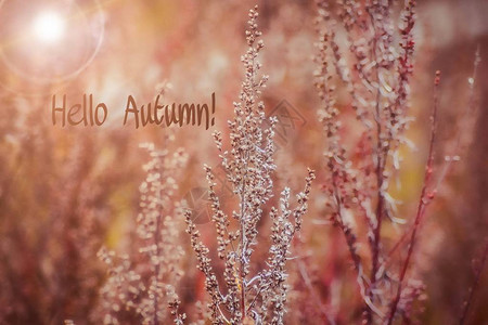 横幅你好秋天新的一个月问候卡金色的秋天照片中的文字四季树叶树枝图片