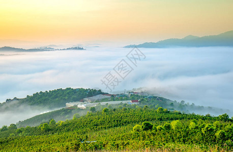 高原松林的黎明越南达拉特高原被浓雾笼罩在越南如图片