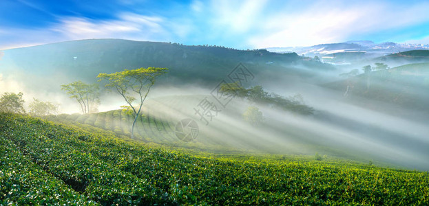 这个茶园已有一百多年的历史图片