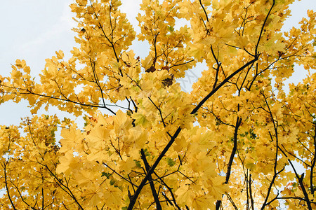 秋天和秋天组成美丽的风景与黄色的枫叶秋天的概背景图片