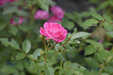 小粉红玫瑰花与雨滴隔离在模糊的绿叶背景上图片