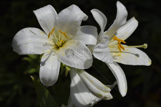 花园里的白色亚洲百合花美丽的自然百合花开特写花瓣植物绿色的花香浅景深图片