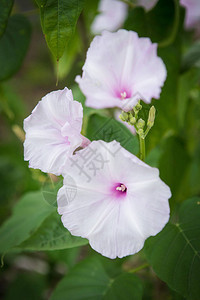 美丽的牵牛花树图片