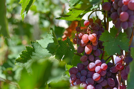 酒厂种植红葡萄种植各种葡萄酒的葡萄园图片