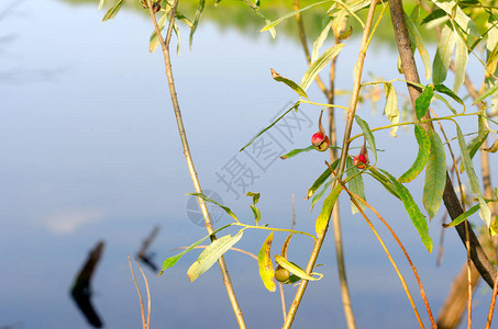 在雅库提亚北部的一座野生植物叶子上由盖洛克沼泽引起的癌症红肿瘤图片