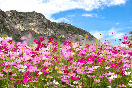 山底的宇宙花田美丽春季花朵图片