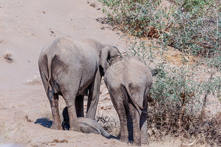 两只成年沙漠大象Loxodonta图片