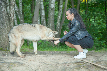 年轻的年轻女子与volkosob狼狗在大自图片