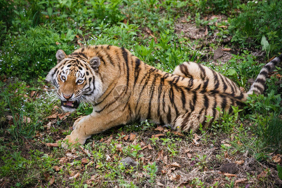 美丽的成人阿穆尔老虎图片