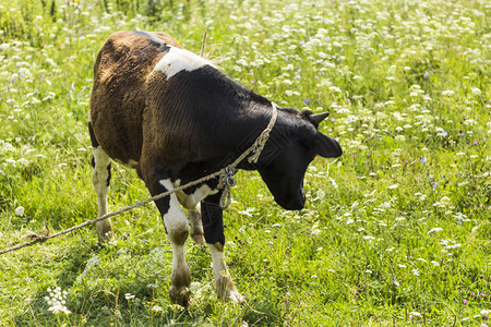 牵着皮带在草地上吃草的小牛犊图片