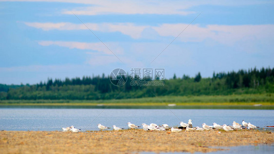 一群小白海鸥坐在Yakutia北河Viluy的石板上图片